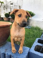 Parker  - Labrador Retriever Mix Dog