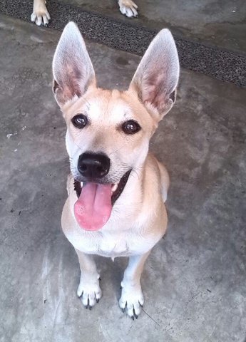 Joy - Carolina Dog Dog