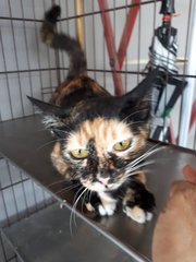 Chocolate. Very Good Girl. - Calico + Tortoiseshell Cat