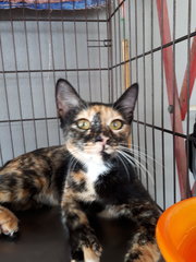 Chocolate. Very Good Girl. - Calico + Tortoiseshell Cat