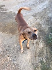 Oscar - Mixed Breed Dog