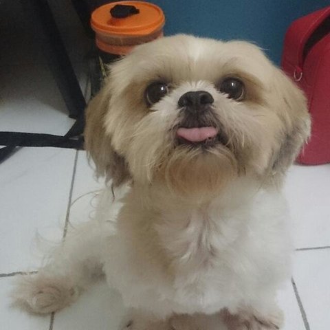 Lala - Shih Tzu Dog