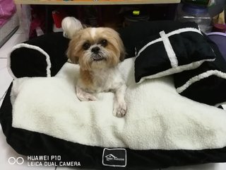 Lala - Shih Tzu Dog