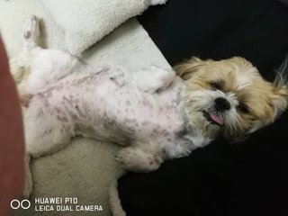 Lala - Shih Tzu Dog