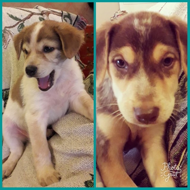 2 Female Puppies - Mixed Breed Dog