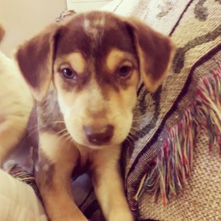 2 Female Puppies - Mixed Breed Dog