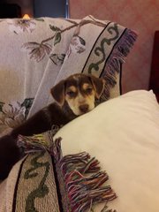 2 Female Puppies - Mixed Breed Dog