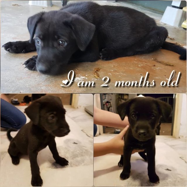 3 Month Old Puppies (Husky Mix) - Husky Mix Dog