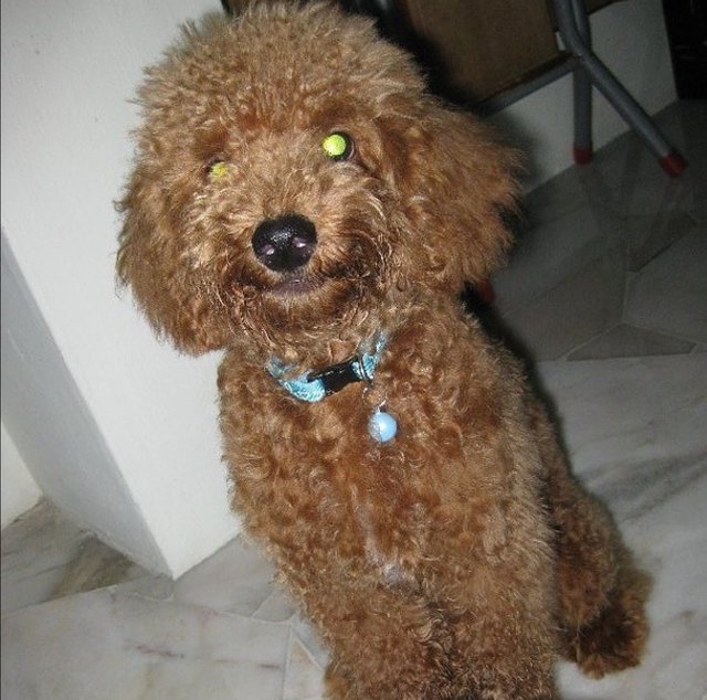 Coco - Poodle Dog