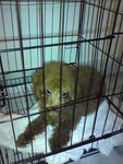 Cuttie Toy Poodle - Poodle Dog