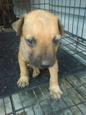 Canon - Mixed Breed Dog
