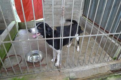 Mollie - Mixed Breed Dog