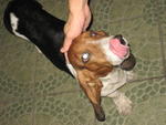 Basset Hound - Basset Hound Dog