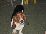 Basset Hound - Basset Hound Dog