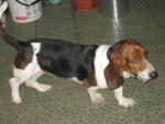 Basset Hound - Basset Hound Dog