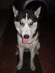 Maya - Siberian Husky Dog