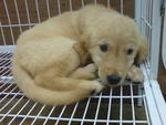 PF8985 - Golden Retriever Dog