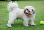 Milky - Shih Tzu Dog