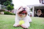 Milky - Shih Tzu Dog