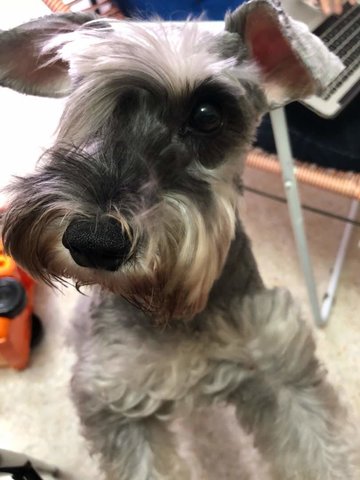 Brandie - Schnauzer Dog