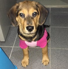 Eva - Beagle + Rottweiler Dog