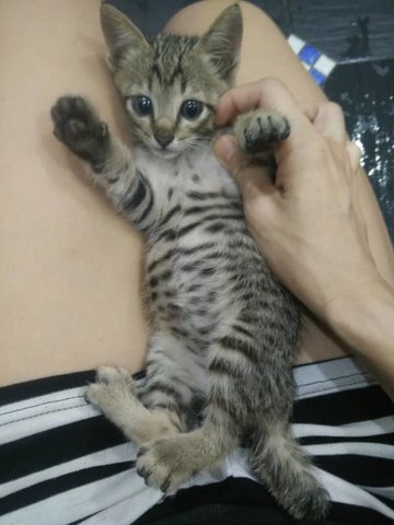 Moe - Tabby Cat