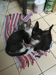 Jie-jie (Black) &amp; Mei-mei (B&amp;w) - Domestic Short Hair Cat