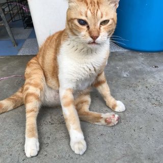 Snaggle-tooth handsome boy