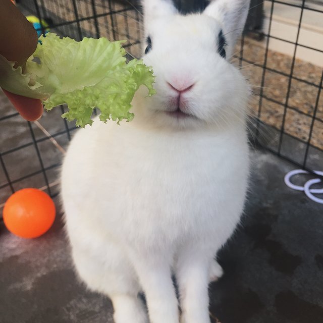 Daisy &amp; Ace - Netherland Dwarf Rabbit