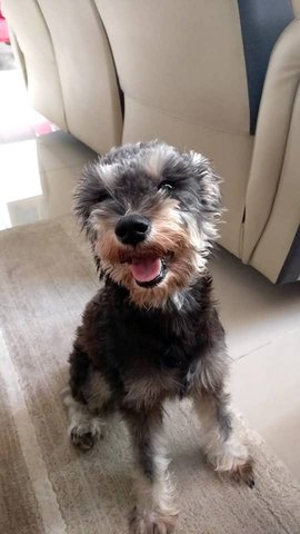 Lexie - Schnauzer Dog