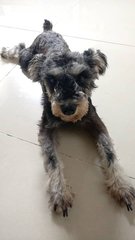 Lexie - Schnauzer Dog