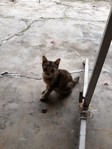 Pepito - Cornish Rex + Calico Cat