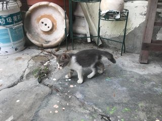 Cutey Fluffy Awesome Cat~ - Domestic Short Hair Cat