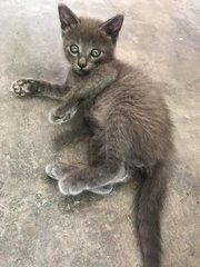 Cutey Fluffy Awesome Cat~ - Domestic Short Hair Cat