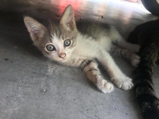 Cutey Fluffy Awesome Cat~ - Domestic Short Hair Cat