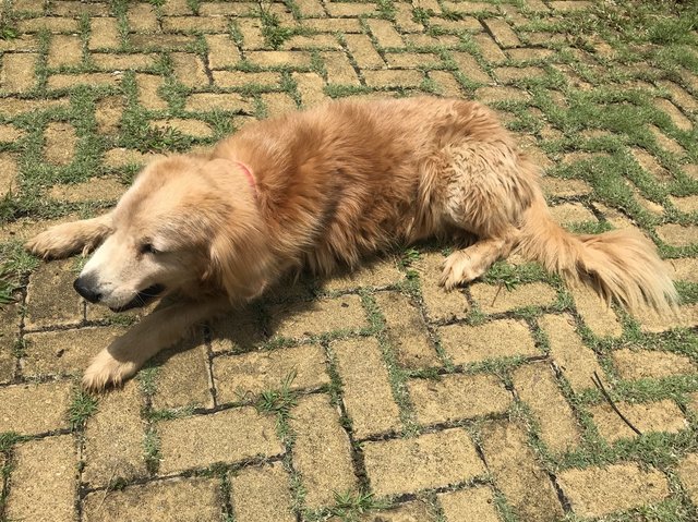 Puppy - Golden Retriever Dog