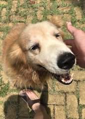 Puppy - Golden Retriever Dog