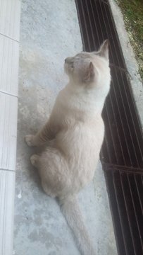 Max  - Ragdoll Cat