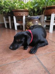 Blackie - Labrador Retriever Mix Dog