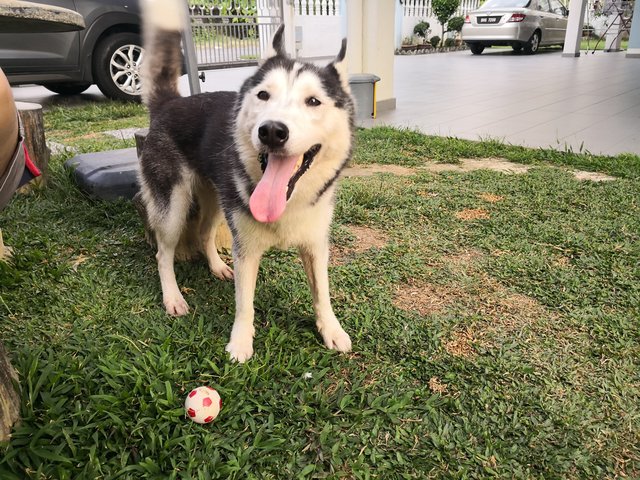 Misha - Siberian Husky Dog