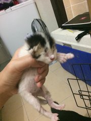 3 Kittens For Free Adoption - Domestic Short Hair Cat