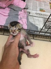 3 Kittens For Free Adoption - Domestic Short Hair Cat