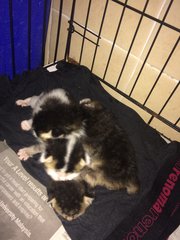 3 Kittens For Free Adoption - Domestic Short Hair Cat