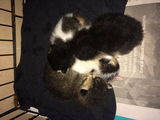 3 Kittens For Free Adoption - Domestic Short Hair Cat