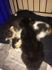 3 Kittens For Free Adoption - Domestic Short Hair Cat