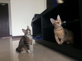 Bernatte And Vida - Domestic Short Hair Cat