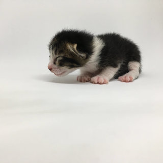 Nougat (8 days old)