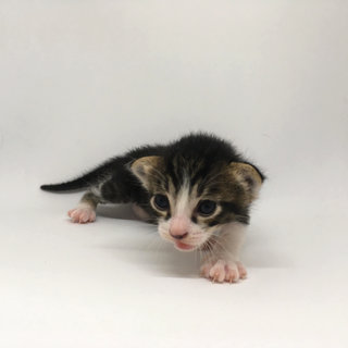 Nougat (15 days old)