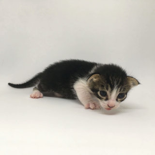 Nougat (15 days old)