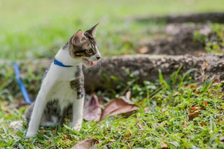 Pepper - Domestic Medium Hair Cat